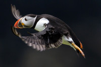 Skomer Island